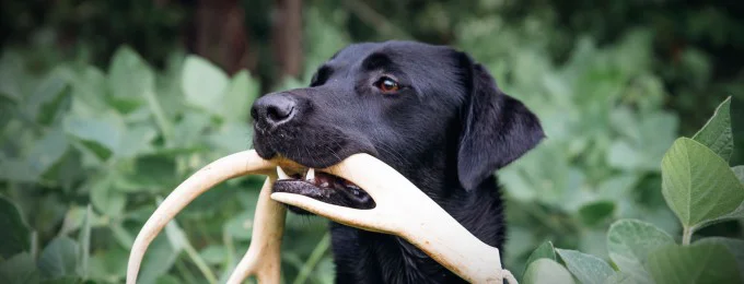 Shed Dog