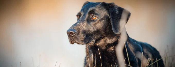Dog Health Supplements | Fish Oil Supplements for Dogs