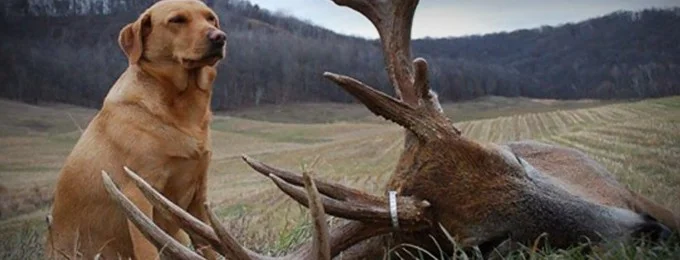 Blood Tracking Dog