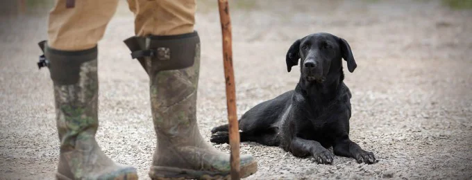 Dog Training Videos and DVDs