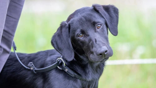 a_young_hunting_dog_in_training