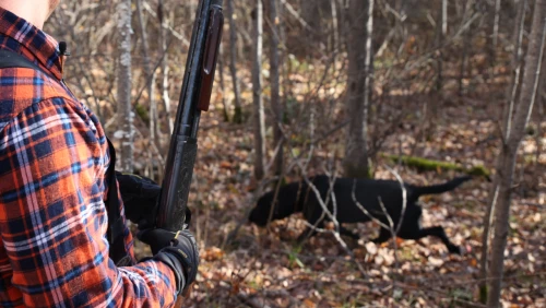 bird_dog_quartering_and_casting_on_a_hunt