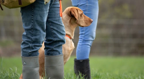 gundog_in_training_watching_a_retrieve