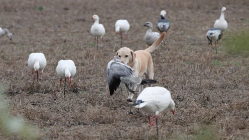 gundog_retrieving_a_goose_through_distractions