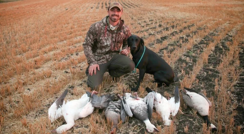 gundog_training_to_duck_hunting