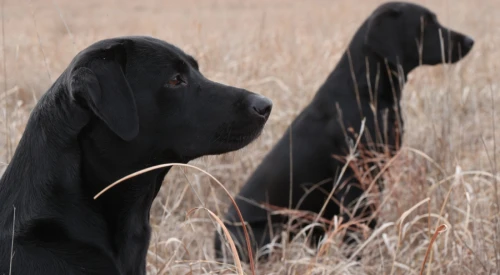 gundogs_in_training_sitting_composed