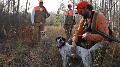 how-to-train-a-hunting-dog-real-world-training