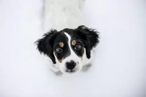 how_do_i_pick_out_the_right_puppy