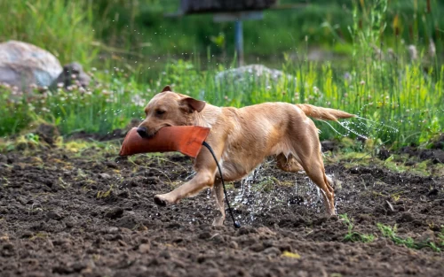 retriever working through muddy field during dog training exercise