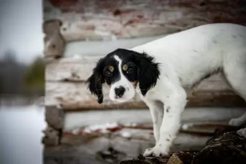picking_out_a_puppy_from_a_litter