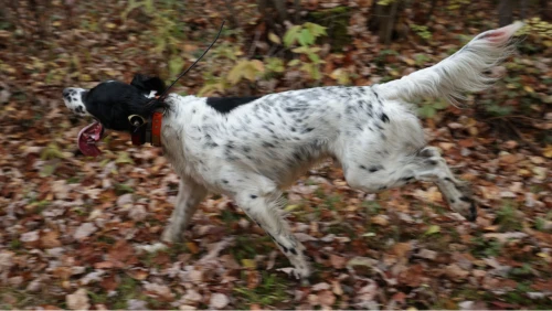 pointing_dog_hunting_hard