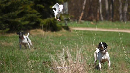 pointing_dogs_instictually_pointing_a_bird