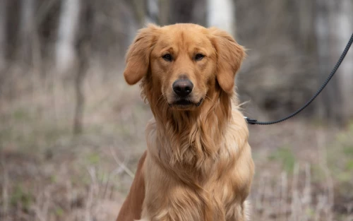 golden retriever on leash during real-world dog training session