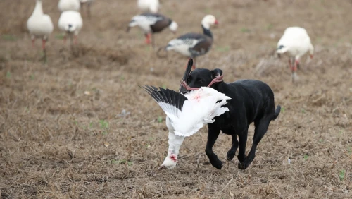 training-hunting-dog-for-real-hunts