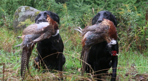 two_gundogs_retrieving_pheasants