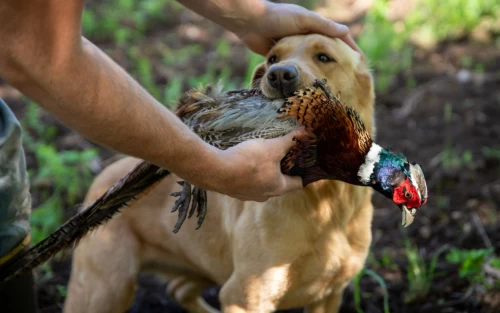 hunting dog holding pheasant during real-world training session