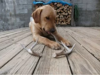 antler_dog_training.webp